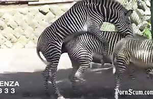 Phim sex sở thú có cảnh động vật khiêu dâm và ngựa vằn